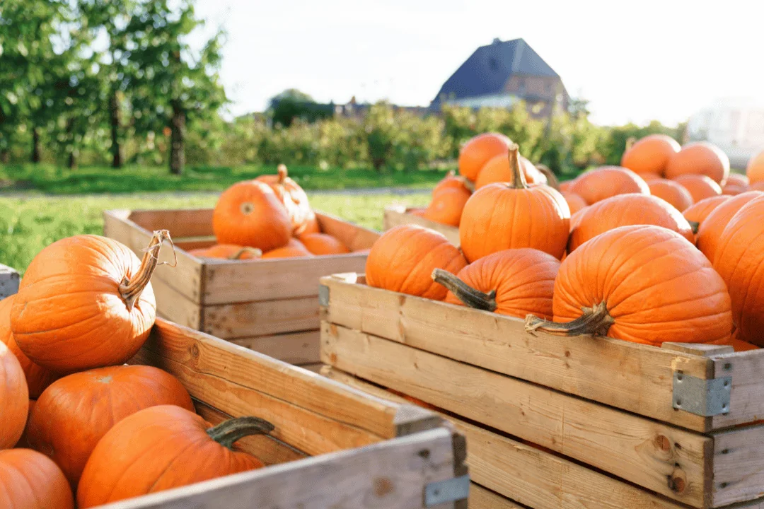 Pumpkin Shipping for Halloween 3