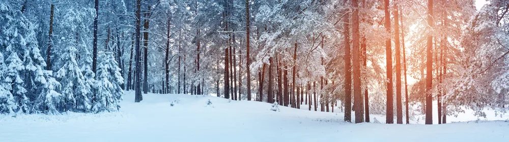 wintery woods